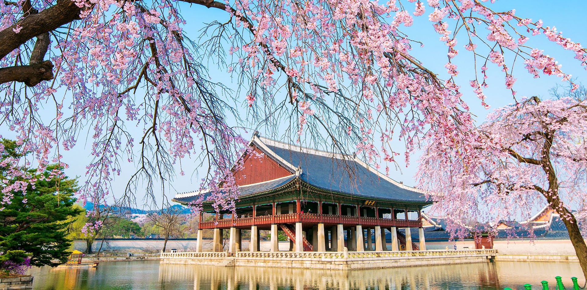 Seoul with cherry blossom